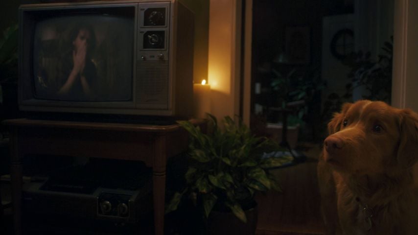 Indy im Szenenbild aus "Good Boy"