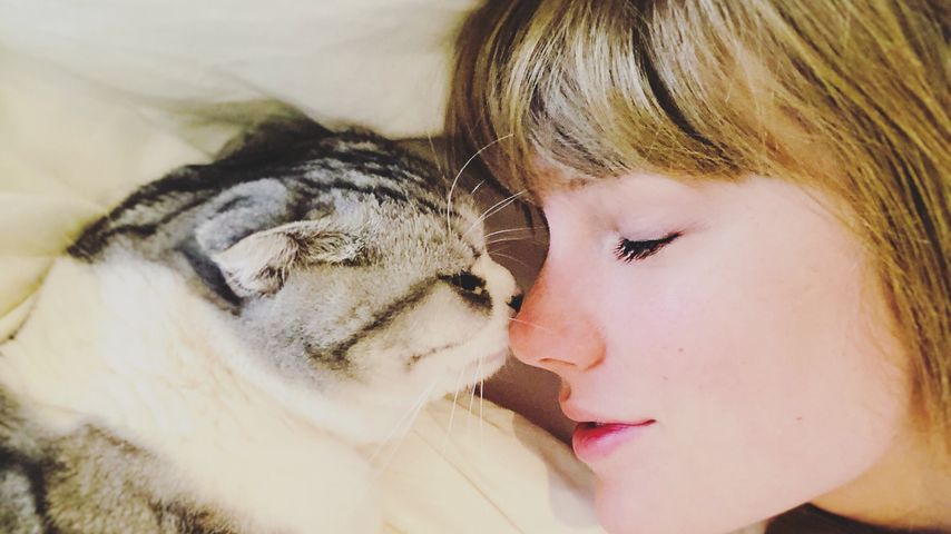 Taylor Swift mit eine ihrer Katzen im Dezember 2018