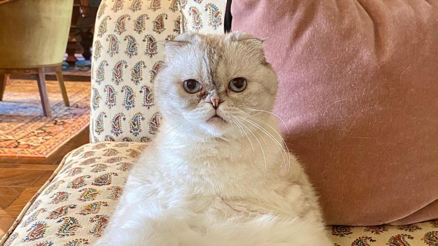 Taylor Swifts Katze Olivia Benson im April 2020