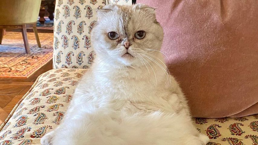 Taylor Swifts Katze Olivia Benson im April 2020