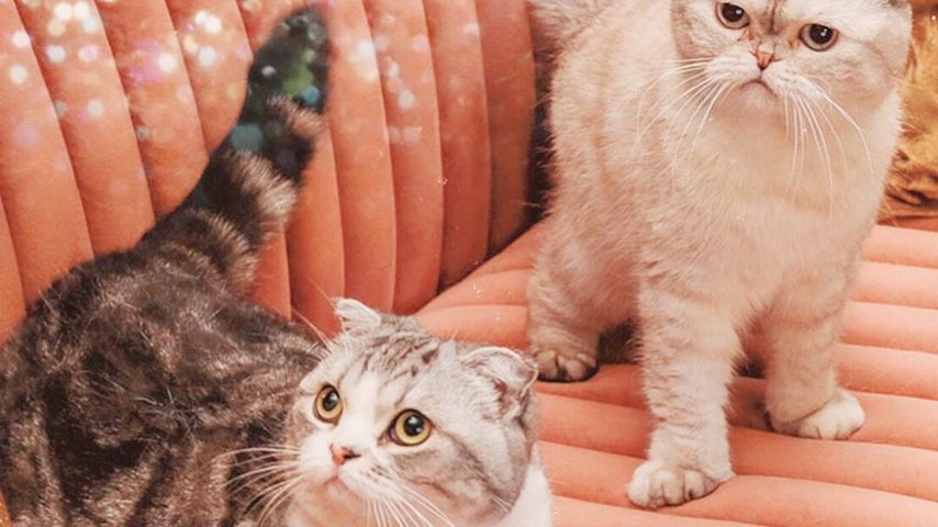 Taylor Swifts Katzen