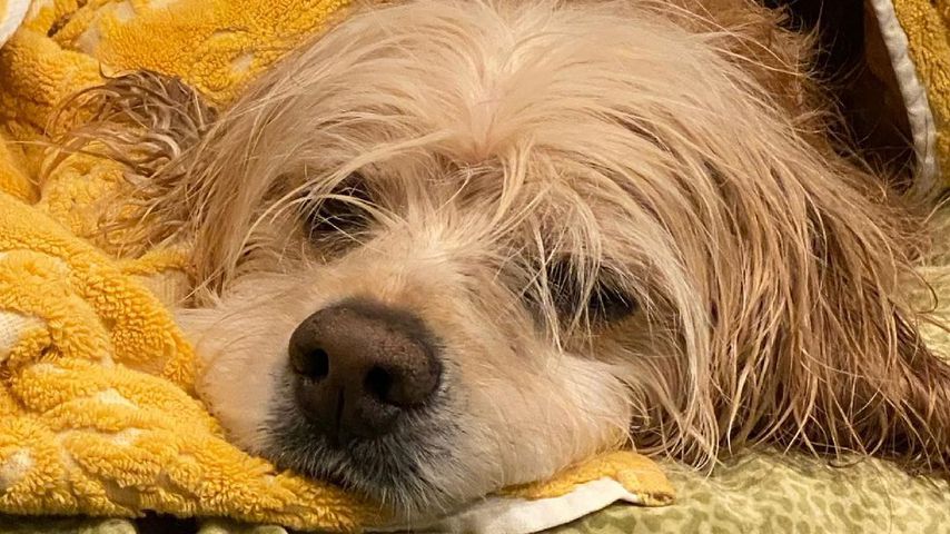 Teri Hatchers Hund Pumpkin im Mai 2021