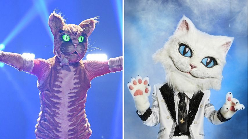 "The Masked Singer"-Vergleich: Welche Katze ist cooler?