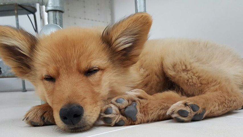 Thore und Jana Schölermanns Hund Rudi