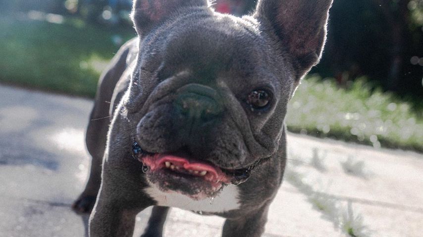 Timur Ülkers Hund Avani