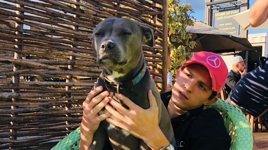 "Vermisse meine Lady": Tom Holland trauert um seine Hündin