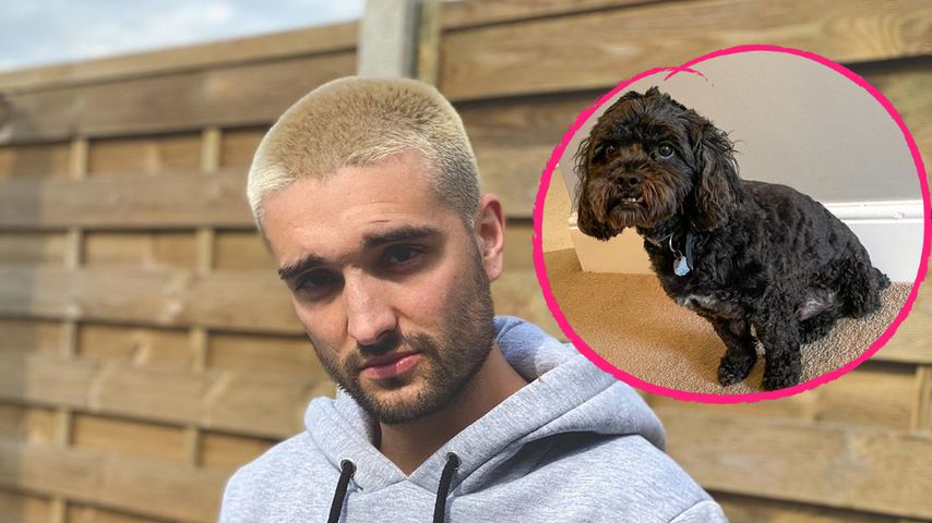 Nach Unfall: Tom Parkers Hund musste Bein amputiert werden