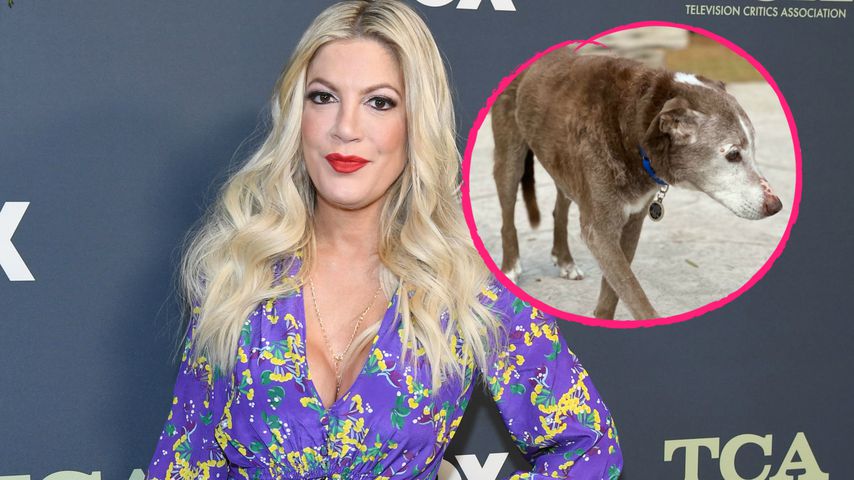 "Nahtoderfahrung": Tori Spellings Hund wäre fast gestorben