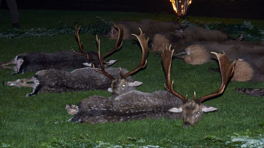 Tote Rentiere nach royaler Jagd in Fredensborg