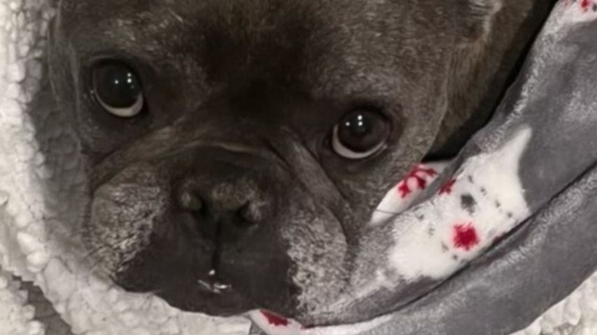 Blue, Hund von Travis Barker und seiner Tochter Alabama