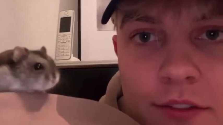 "Freund verloren": Twenty4tim trauert um seinen Hamster Taco