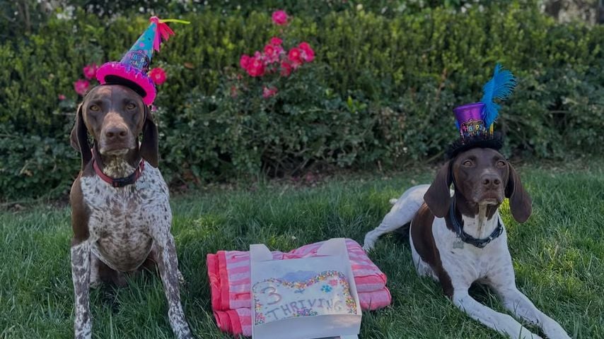 Heidi Klums Hunde, Uschi und Jäger