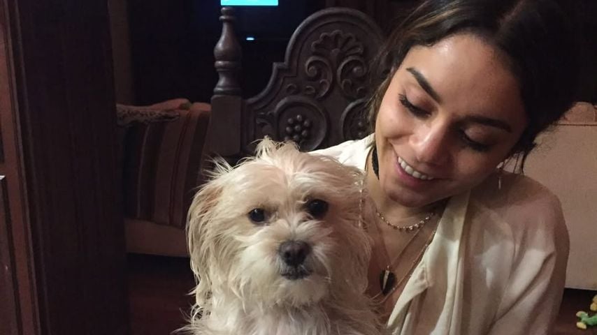 "Untröstlich": Vanessa Hudgens trauert um treue Hündin Darla