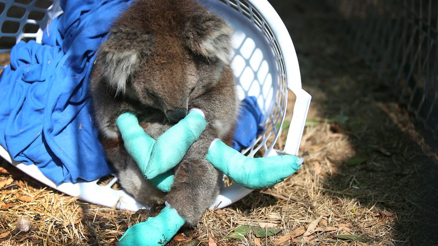 Aus den Buschbränden geretteter Koala in Australien