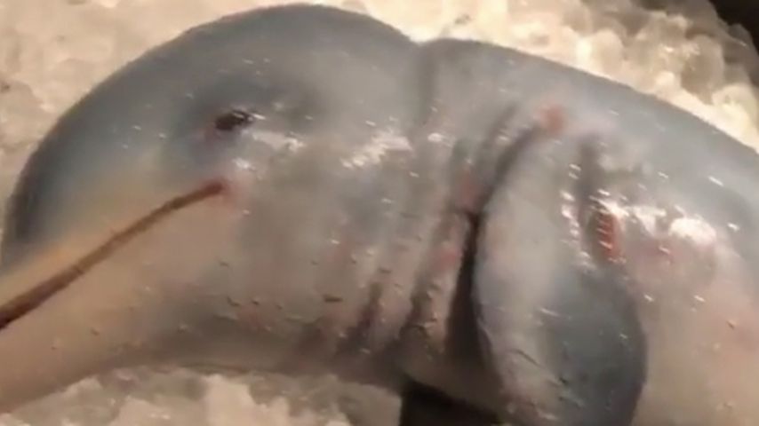 Vermeintlicher Delfin aus der Instagram-Story von Inscope21