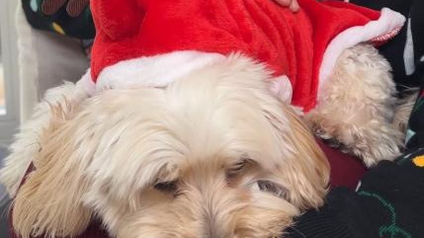 Veronica Ferres mit ihrer Hündin Luna im Weihnachtskostüm, 2025