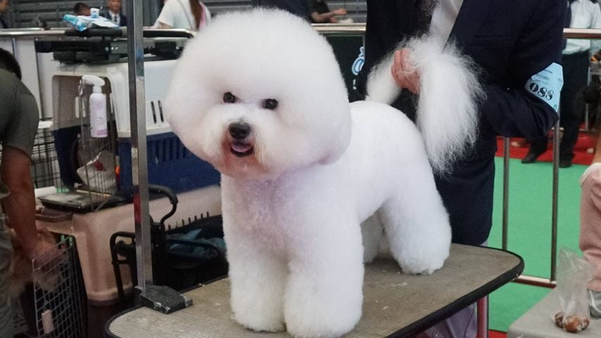 Hund mit Asian-Style-Haarschnitt
