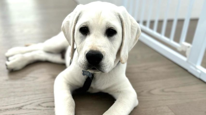 Hundewelpe von Kevin Costner, Schauspieler