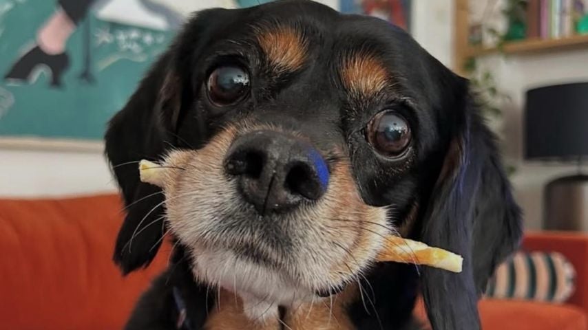 Winnie, Hund von Vogue Williams