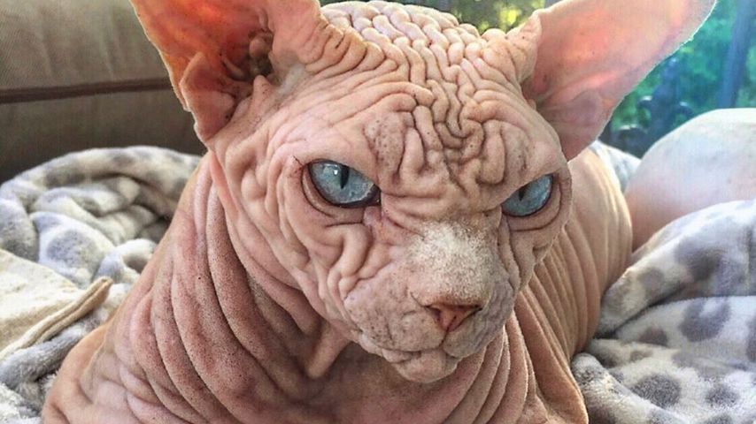 "Eigentlich ganz lieb": Insta-Hype um gruselige Falten-Katze