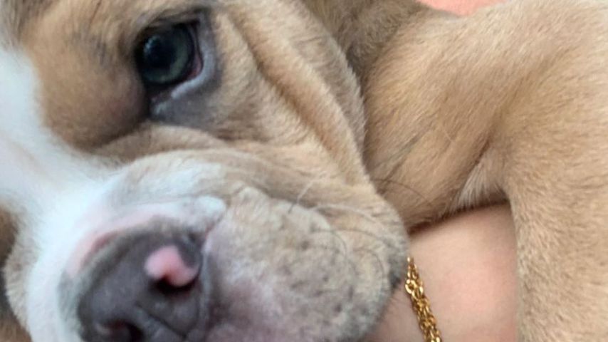 Der geschwollene Wespenstich an Yeliz' Hundewelpe Luna