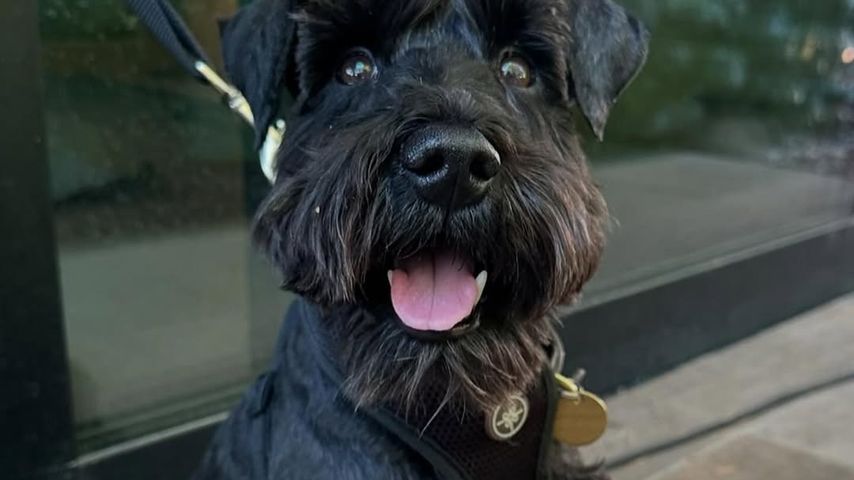 Zendayas Hund Noon posiert auf Instagram mit der Biermarke "Bero" von Tom Holland