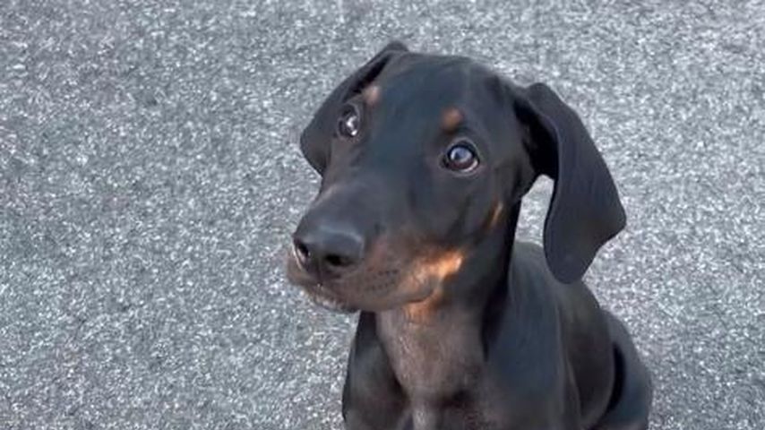 Zeus, der Hund von Benjamin Melzer und Sissi Hofbauer
