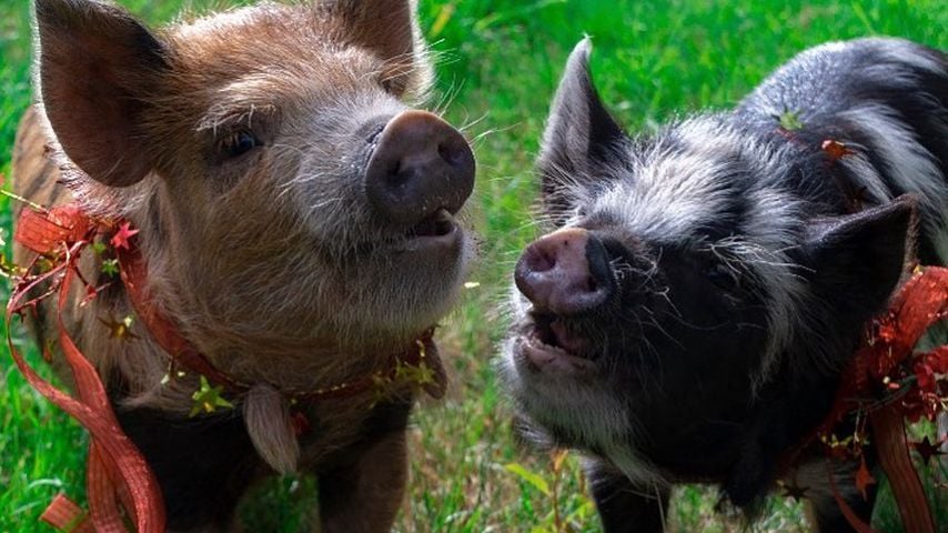 Die zwei Schweinchen, die Katherine Schwarzenegger ihrem Mann Chris Pratt geschenkt hat