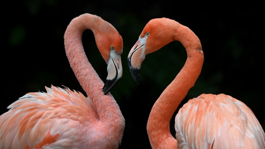 Flamingos aus dem Müncher Zoo