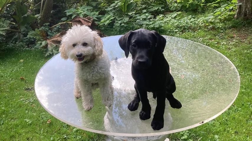 Die Hunde der niederländischen Königsfamilie: "Mambo" und "Jagger"